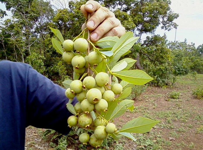 Sema pede doação de sementes de guavira para produção de Sema pede doação de sementes de guavira para produção de mudas no Viveiro Municipal