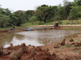 Ação de desassoreamento já retirou mais de 11 mil metros cúbicos de resíduos do lago do Parque das Nações Indígenas