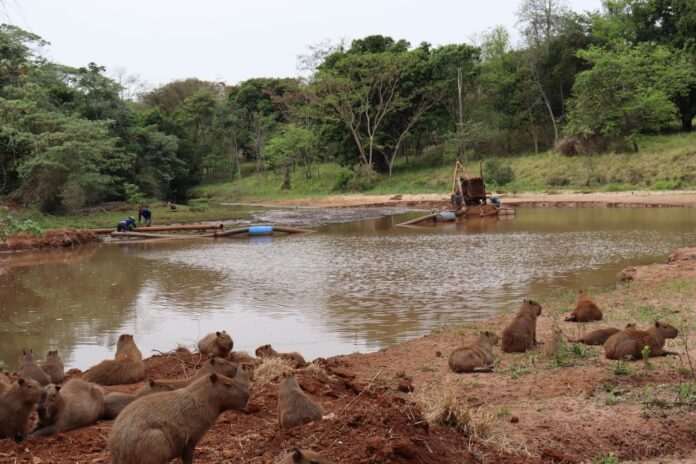 Ação de desassoreamento já retirou mais de 11 mil metros cúbicos de resíduos do lago do Parque das Nações Indígenas