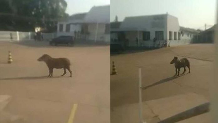 Anta é encontrada passeando dentro de escola técnica na região central de Campo Grande (vídeo)