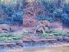 Casal de onça-pintada é flagrado acasalando às margens do rio Miranda em MS; veja