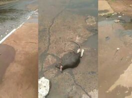 Esgoto estoura e morador filma mais de 20 ratazanas mortas no Zé Pereira (vídeo)