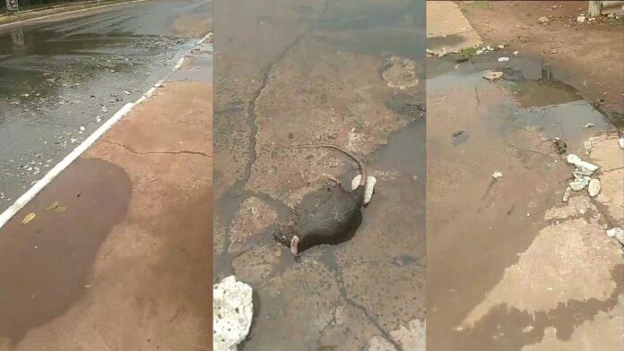 Esgoto estoura e morador filma mais de 20 ratazanas mortas no Zé Pereira (vídeo)