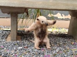 Filhote de tamanduá é resgatado perdido em rua de Jardim