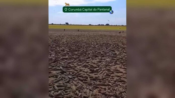 Lagoa seca vira 'cemitério de peixes' no pantanal e cena choca (vídeo)