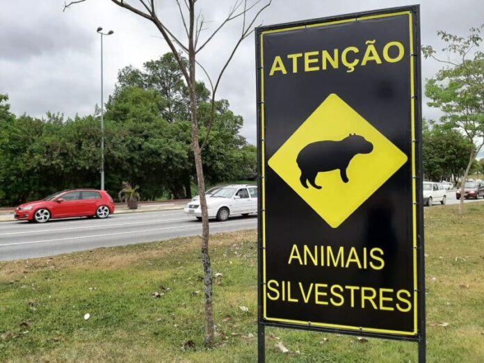 Lei institui "Campanha Permanente Cuidar + dos Animais Silvestres" na Capital