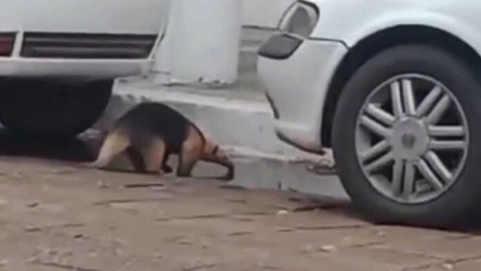 Moradores flagram tamanduá-mirim bebendo água em poça após chuva em Aquidauana (vídeo)