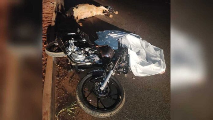 Motociclista atropela vaca e morre em Campo Grande