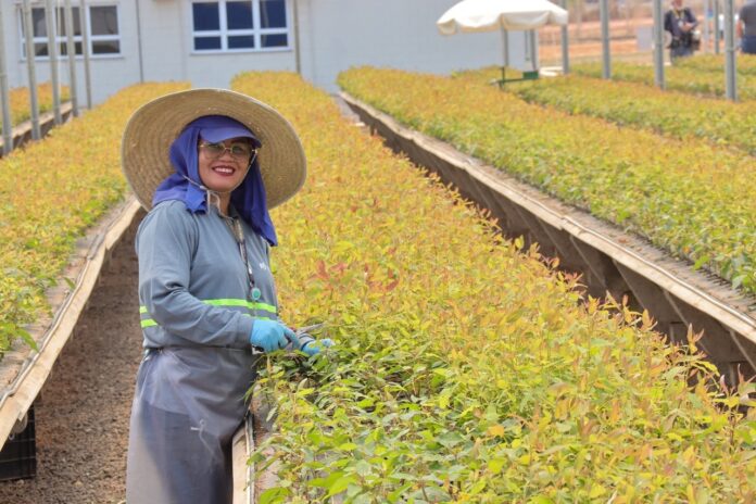 Mulheres ocupam 85% das vagas em viveiro de mudas e mostram a força da inserção no mercado de trabalho