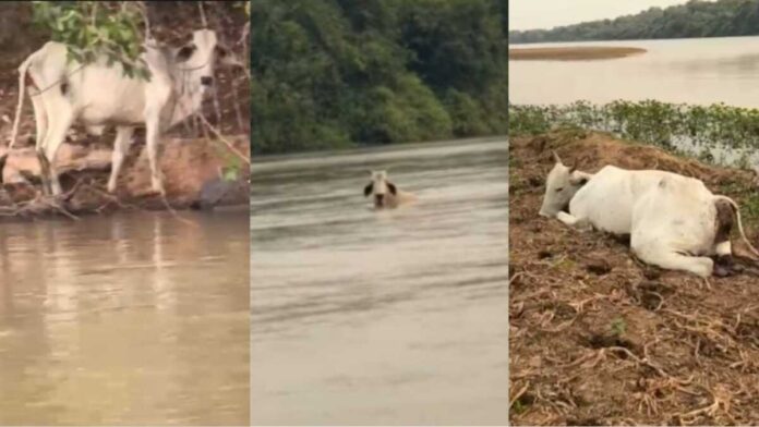 Pescador flagra dezenas de gados mortos e outros ilhados no rio Taquari, em Coxim (vídeo)