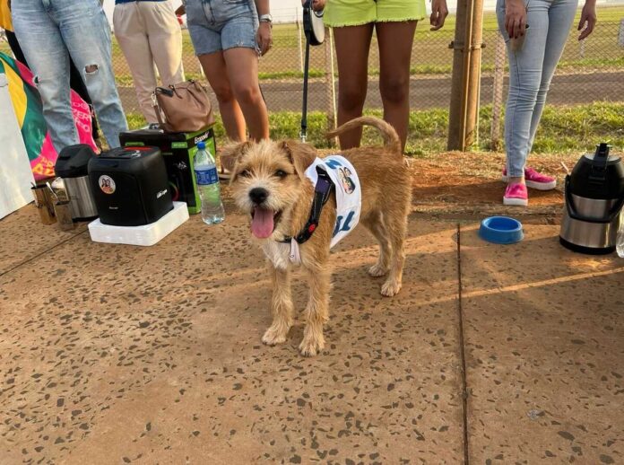 Prefeita Adriane faz adesivagem e exibe cãozinho acolhido pela gestão em Campo Grande