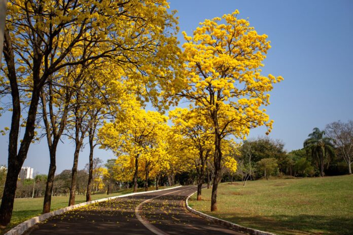 Primavera inicia com previsão de temperaturas altas e regularidade no regime de chuvas em Mato Grosso do Sul