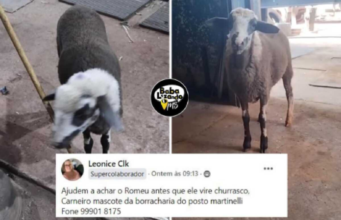 Apelo por carneiro comove moradores em MS: 'ajudem a achar o Romeu antes que ele vire churrasco'