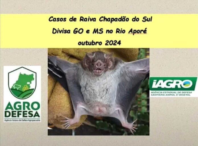 Chapadão do Sul confirma caso de raiva bovina e gera alerta em MS e Goiás