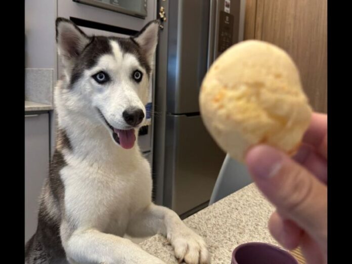 Conhece meu dono? Husky fêmea está perdida próximo ao Bosque dos Ipês