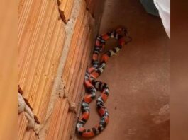 Família encontra cobra coral durante brincadeira no quintal de casa em Bataguassu