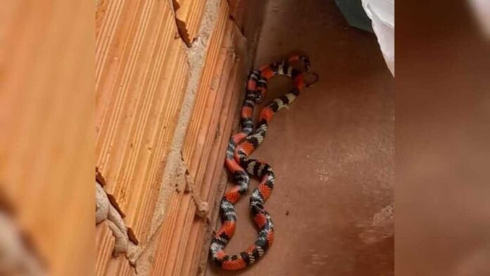 Família encontra cobra coral durante brincadeira no quintal de casa em Bataguassu