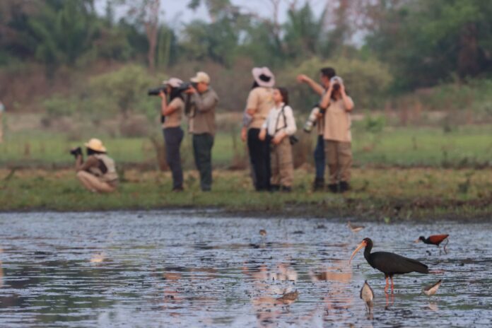 Global Big Day: contagem de aves em MS rende reconhecimento da biodiversidade e coloca destinos entre os mais ricos para a observação de aves no Brasil