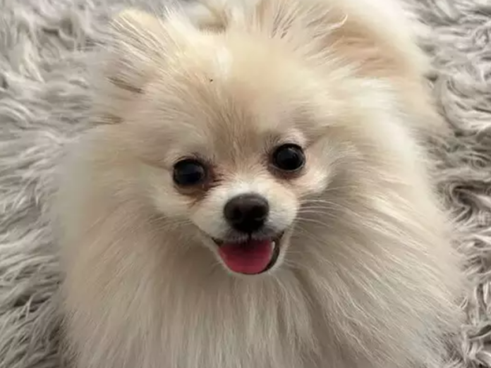 JD1TV: Chloe é furtada no bairro Universitário e família oferece mil reais pelo animal