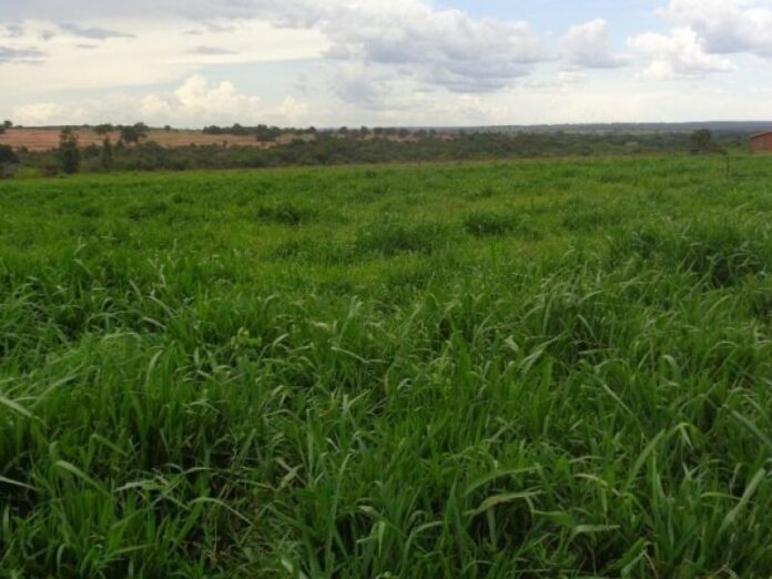 MS planeja recuperar 4,7 milhões de hectares de pastagens degradadas