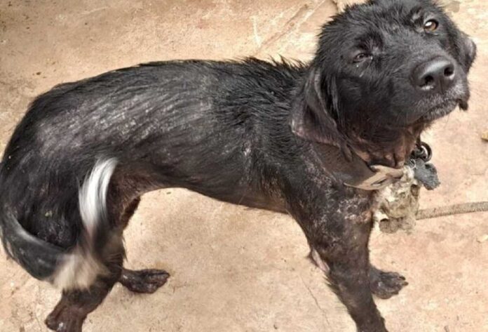 Morador é preso por manter cães amarrados e com sarna em Brasilândia