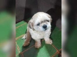Mulher faz apelo para custear internação de cachorro atacado no Jardim das Hortências