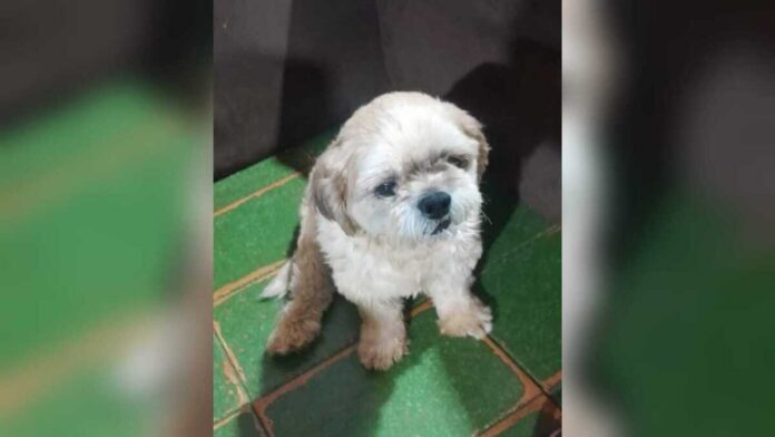 Mulher faz apelo para custear internação de cachorro atacado no Jardim das Hortências