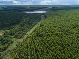 Prestes e se tornar novo pólo de celulose no Estado, Inocência recebe estudo que vai nortear o crescimento da cidade nos próximos anos
