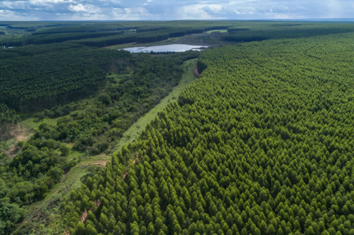 Prestes e se tornar novo pólo de celulose no Estado, Inocência recebe estudo que vai nortear o crescimento da cidade nos próximos anos