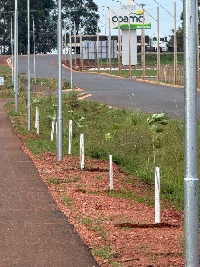 Secretaria de Obras realiza plantio de 400 mudas de árvores no Contorno Viário Sul