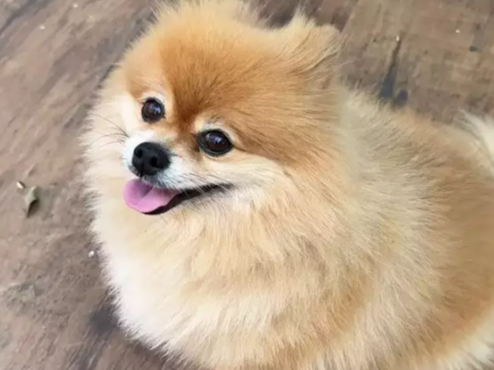 Viu o Thor? Cachorro sumiu na Vila Margarida e família oferece mil reais de recompensa