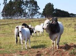 ATENÇÃO: Pecuaristas devem atualizar cadastro de rebanhos na Iagro até o dia 30 de novembro