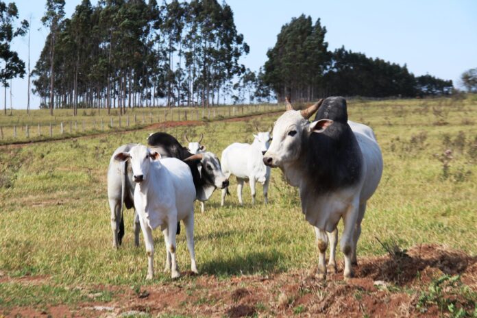 ATENÇÃO: Pecuaristas devem atualizar cadastro de rebanhos na Iagro até o dia 30 de novembro