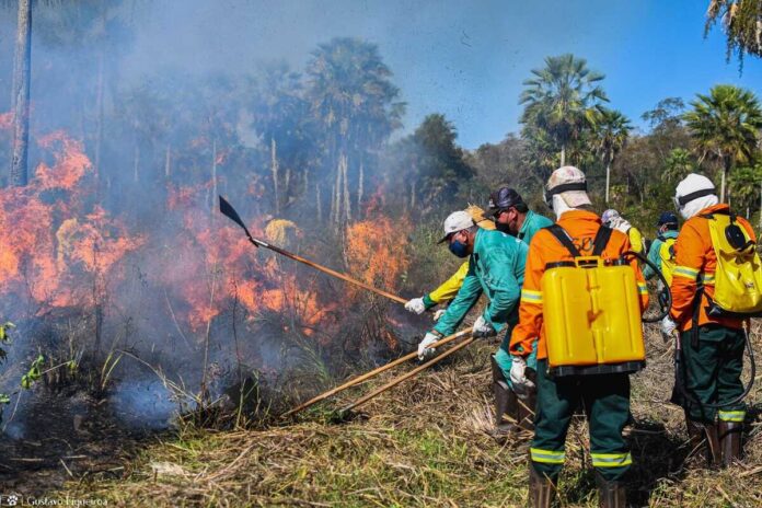 Cheias mais curtas e perda de vegetação fazem Pantanal enfrentar pior seca da história