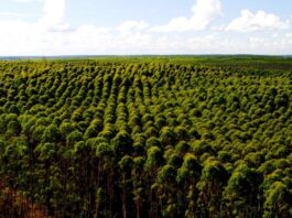 Pesquisa financiada pela Fundect avalia contribuição das florestas plantadas na redução das emissões de CO2