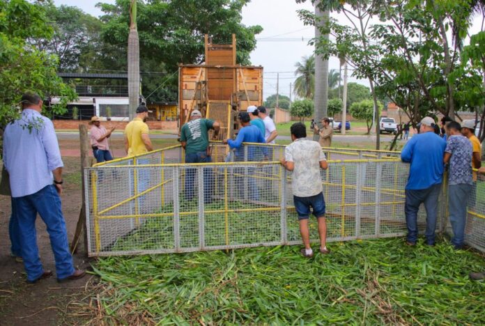 Prefeitura leva mais 21 capivaras da Lagoa Maior para o Parque Natural do Pombo