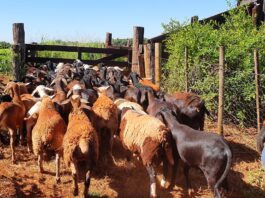 Produtores de ovinos e caprinos terão prazo de um ano para regularizar rebanhos junto a Iagro sem multas