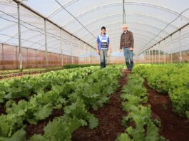 Programa de Residência Agrária que qualifica recém-formados para atuar na agricultura familiar de MS recebe 40 propostas