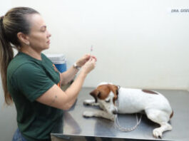 Vacinação na próxima quarta-feira atenderá cães e gatos nas unidades de emergência e na Praça Ari Coelho