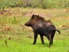 Homem sofre lesões graves ao ser atacado por porco monteiro no Pantanal