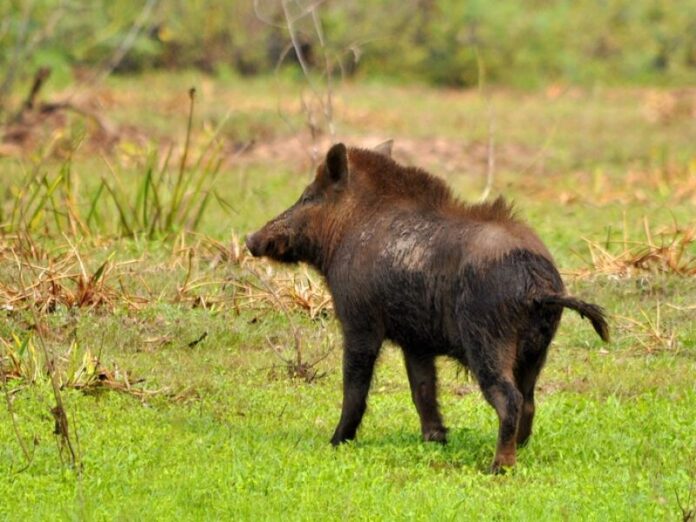 Homem sofre lesões graves ao ser atacado por porco monteiro no Pantanal