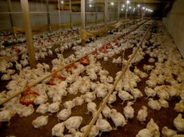 Brasil se declara livre da Influenza Aviária em granjas comerciais e Iagro mantém vigilância permanente em MS