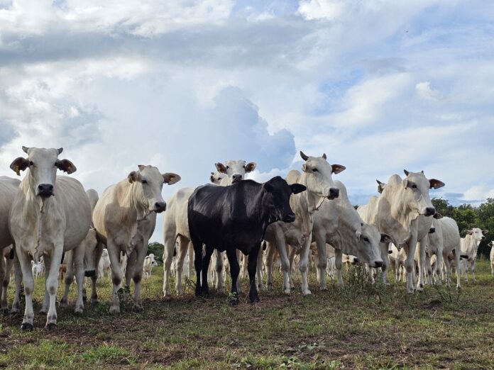 Com área livre de aftosa, trânsito de bovinos de MS para todo o território nacional está liberado