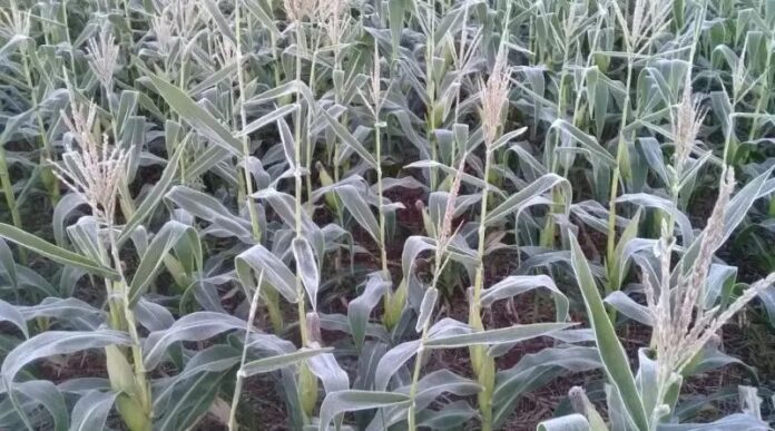 Frio intenso atinge Mato Grosso do Sul com geada forte no Sul e Sudoeste do Estado