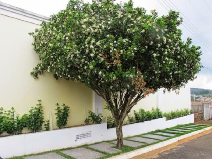 Campo Grande acompanha Lei Estadual e proíbe plantio, comércio e transporte de murta em todo território do município