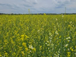 Visando diversificar safra agrícola, Governo posterga recolhimento do ICMS da carinata e outros 5 produtos