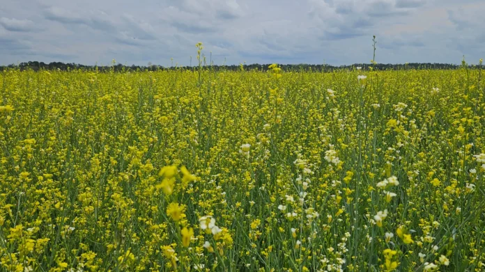 Visando diversificar safra agrícola, Governo posterga recolhimento do ICMS da carinata e outros 5 produtos