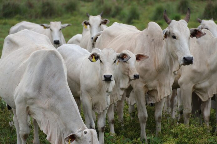 AVANÇO EM SUSTENTABILIDADE: Precoce MS tem mais de mil fazendas cadastradas às novas regras do programa