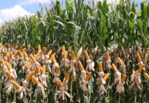 MS bate recorde na produção de milho superando 14 milhões de toneladas MS bate recorde na produção de milho superando 14 milhões de toneladas