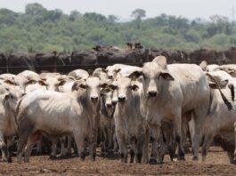 Declaração de Rebanho: segunda etapa da campanha da IAGRO começa em 1º de novembro
